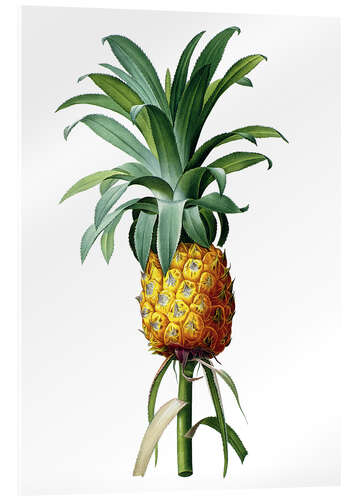 Akrylbilde Bromelia Pineapple