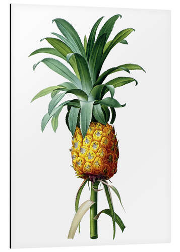 Cuadro de aluminio Bromelia Pineapple