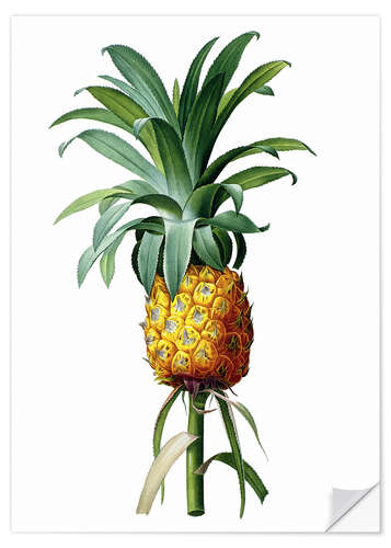 Sticker mural Bromelia ananas