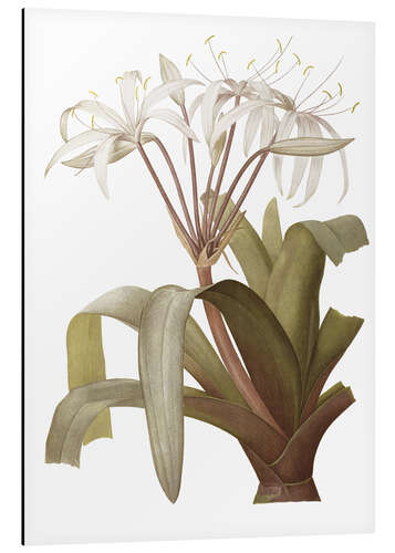 Aluminiumtavla Crinum Erubescens