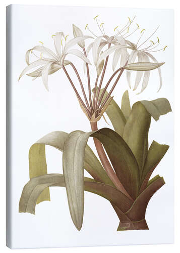 Canvastavla Crinum Erubescens