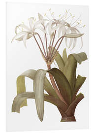 Tableau en PVC Crinum erubescens