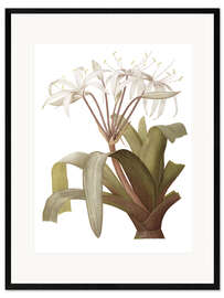 Stampa artistica con cornice Crinum Erubescens