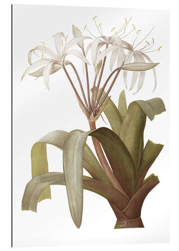 Gallery print Crinum Erubescens