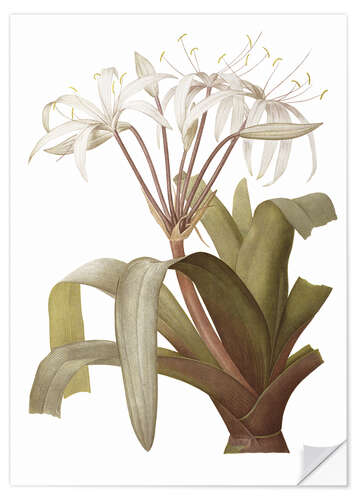 Selvklæbende plakat Crinum Erubescens