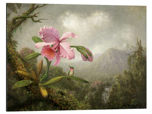 Aluminium print Orchid and Hummingbird