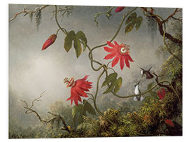 Foam board print Hummingbird on a Passionflower