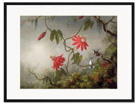 Gerahmter Kunstdruck Kolibri auf einer Passionsblume