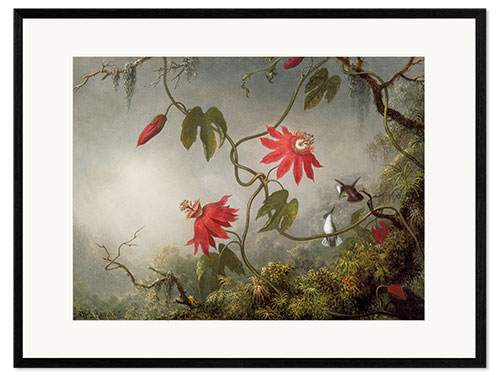 Framed art print Hummingbird on a Passionflower