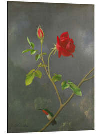 Obraz na aluminium Hummingbird on a rose