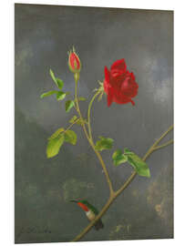 Foam board print Hummingbird on a rose