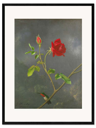Plakat artystyczny premium w ramie Hummingbird on a rose