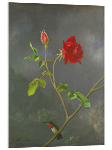 Gallery print Hummingbird on a rose