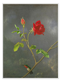 Poster Hummingbird on a rose