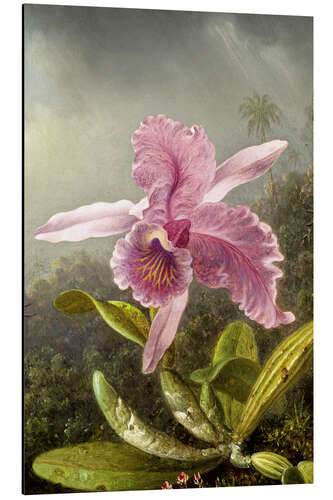 Aluminium print Hummingbird and orchid (detail)