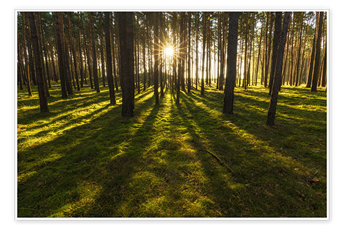 Poster Rayon de soleil sur la forêt