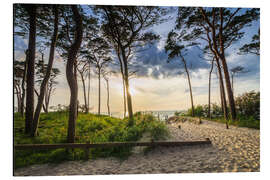 Magnettafel Darsser Wald