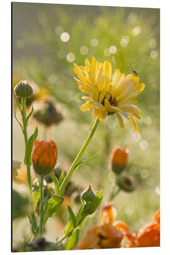 Aluminium print Yellow and orange flowers in the morning