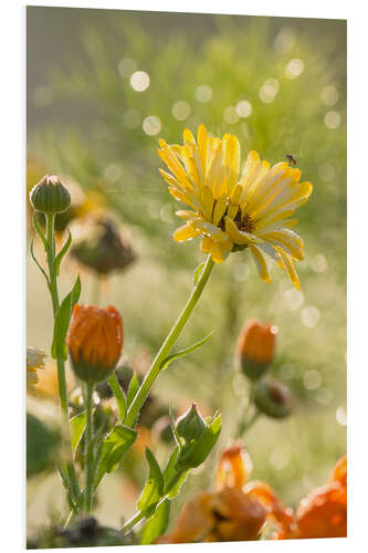 PVC print Yellow and orange flowers in the morning