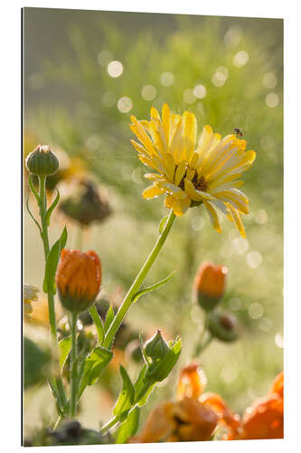 Quadro em plexi-alumínio Yellow and orange flowers in the morning