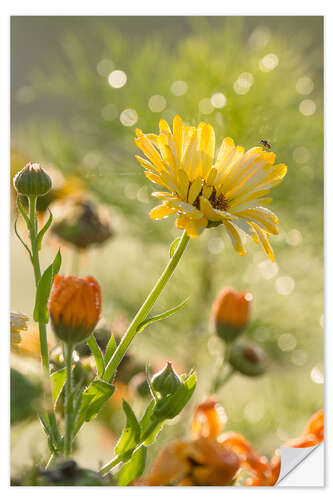 Vinilo para la pared Yellow and orange flowers in the morning