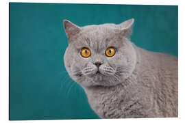 Tableau en aluminium Imposing British short-haired cat