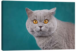 Canvas print Imposing British short-haired cat