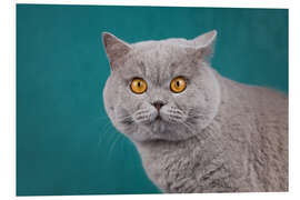 Foam board print Imposing British short-haired cat