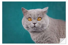 Vinilo para la pared Imposing British short-haired cat