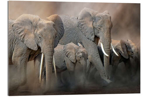 Gallery print A group of elephants