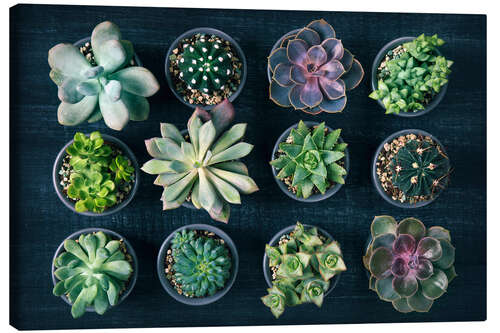 Canvas print Succulents