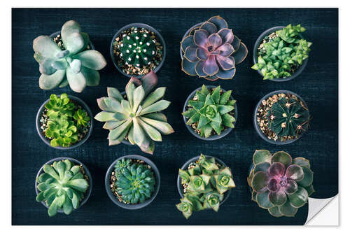 Wall sticker Succulents