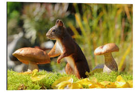 Aluminium print Squirrel Searching for Food I