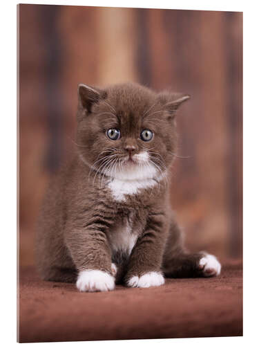 Acrylic print Teddy - British shorthair catbaby