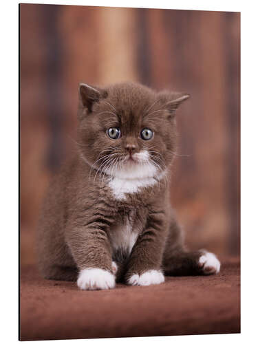 Aluminium print Teddy - British shorthair catbaby