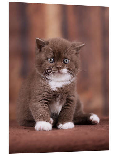 Quadro em PVC Teddy - British shorthair catbaby