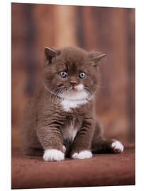 Foam board print Teddy - British shorthair catbaby