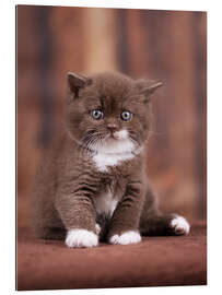 Gallery print Teddy - British shorthair catbaby