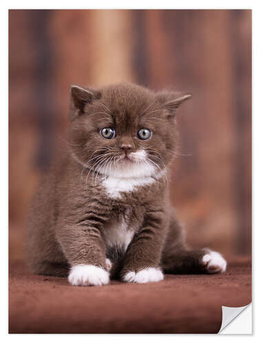 Selvklebende plakat Teddy - British shorthair catbaby