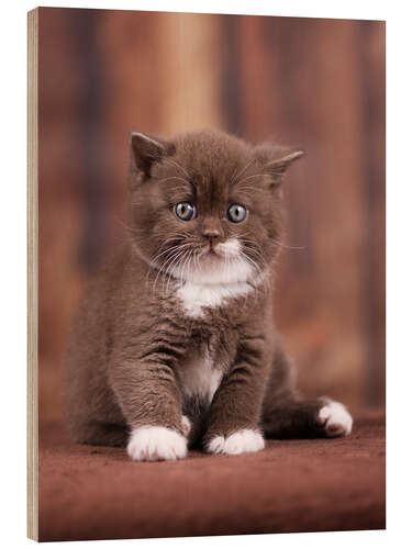 Tableau en bois Teddy - British shorthair catbaby