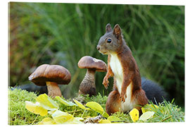 Acrylic print Squirrel Searching for Food II