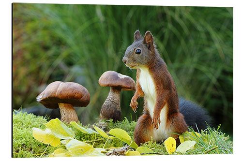 Aluminium print Squirrel Searching for Food II