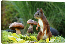 Canvas print Squirrel Searching for Food II