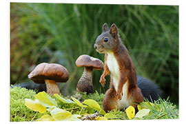 Stampa su PVC Squirrel Searching for Food II