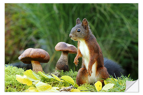 Naklejka na ścianę Squirrel Searching for Food II