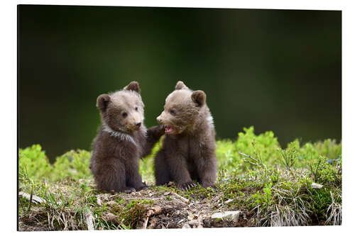 Aluminiumtavla Two young brown bears