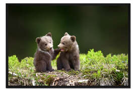 Gerahmter Kunstdruck Zwei junge Braunbären