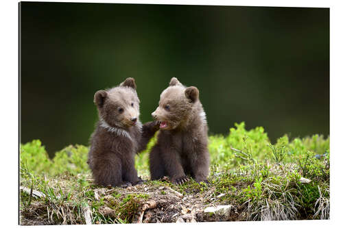 Galleriprint Two young brown bears