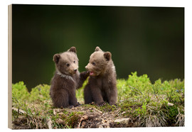Hout print  Two young brown bears