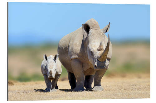 Aluminium print White rhinoceros with young in Kenya, Africa